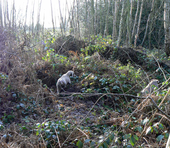 Angie & Esme in the Wood at Tooley small