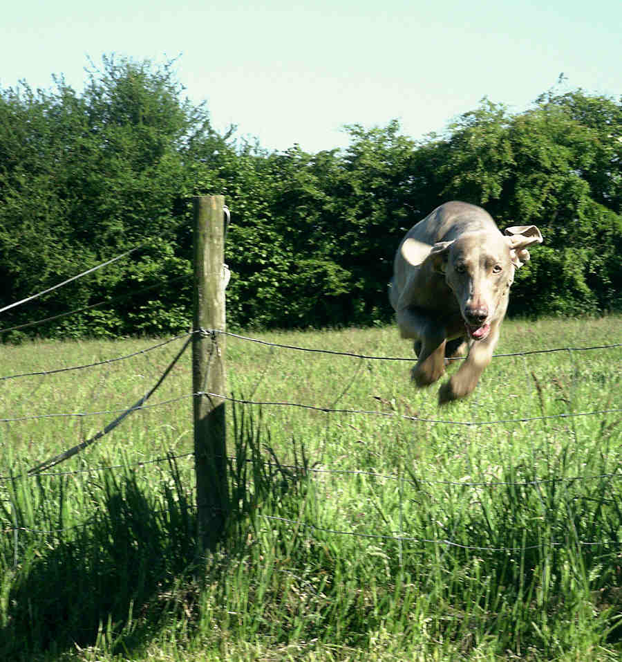 Angie over the Fence June 2008