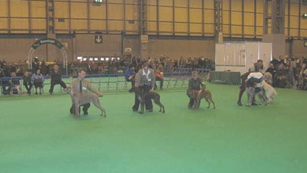 Anthony  & Arwen at Crufts 2009 Winning Class1