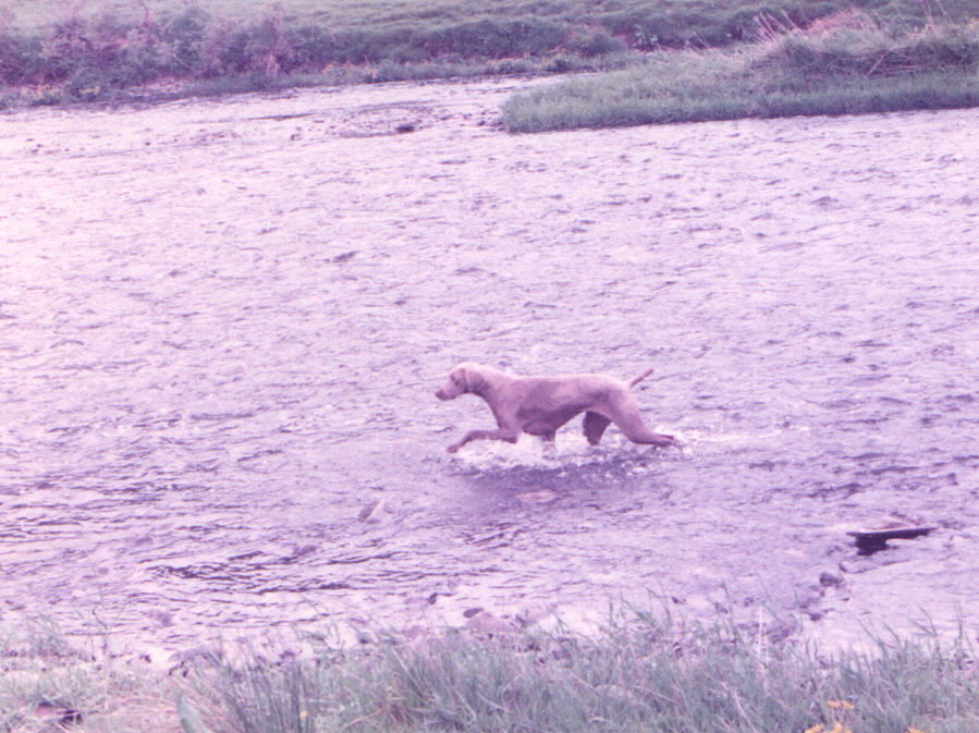 April trotting the Tweed