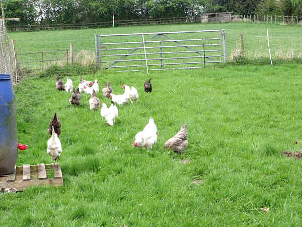 Chickens July 2011