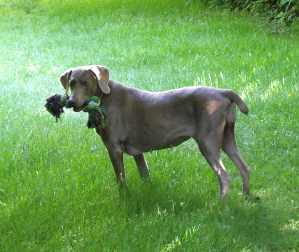 Connie and the ragger