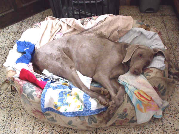 Davey Poorly in Bed02 Davey Poorly in Bed02