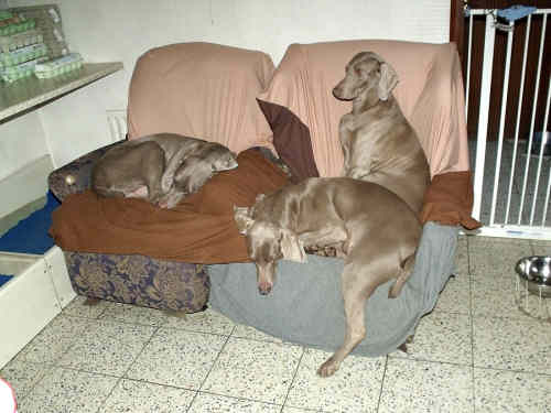 Davey , Connie & Angie in the chairs Email