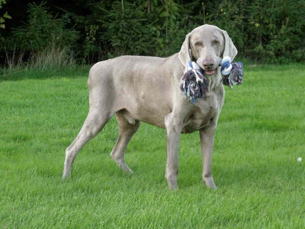 Davey and Ragger Davey and Ragger