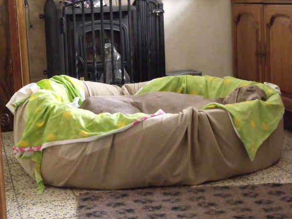 Davey in new bed Davey in new bed