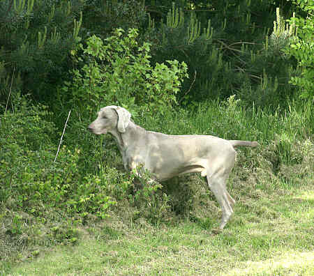 Davey pointing up field May 2006 small