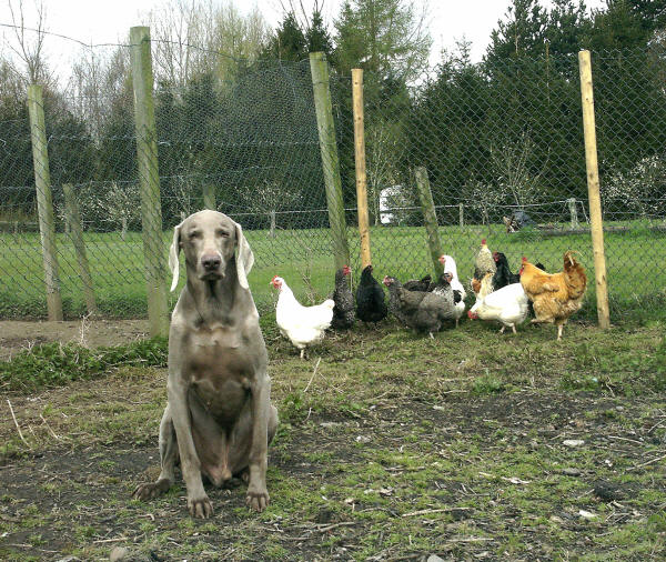 Davey with Chickens