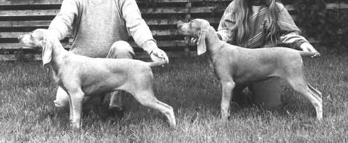 Dixie & Gypsy as Puppies Satnding