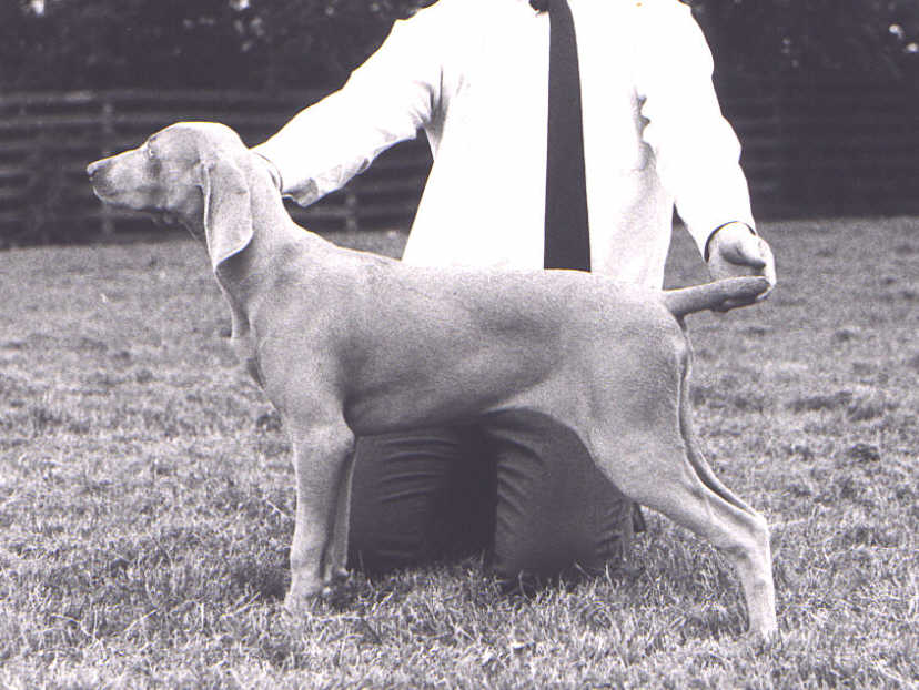 Dixie as a puppy standing