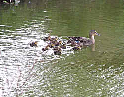 Ducks and Ducklings 2010 small