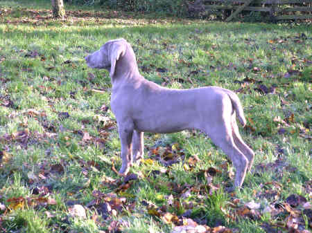 Esme Freestanding 13 weeks small