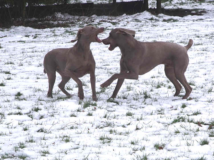 Esme & Stig mouthing 7th Feb 2012 Esme & Stig mouthing 7th Feb 2012