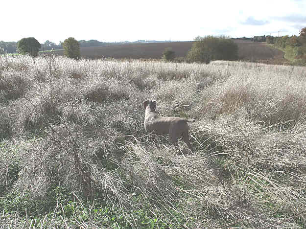 Esme in Cover