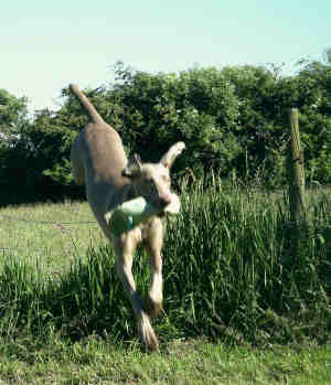 Esme jumping the fence June 2008