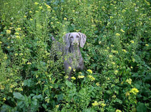 Esme up the shoot 22nd Nov 07 blog Esme up the shoot 22nd Nov 07 blog