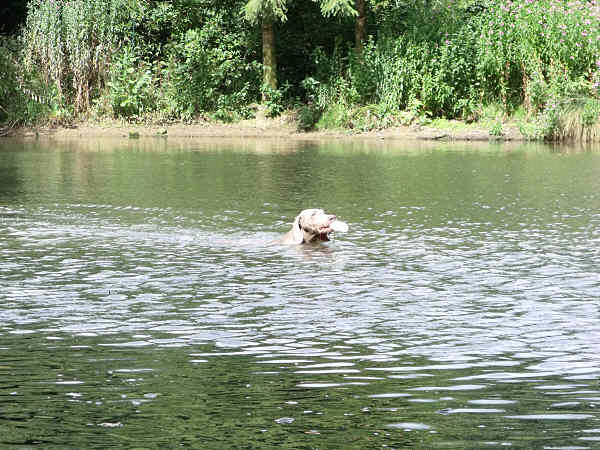 Esme water retrieve 2 July 24th 2011 Esme water retrieve 2 July 24th 2011