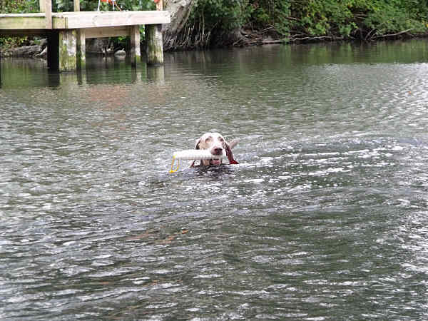 Esme water retrieve 3 July 24th 2011