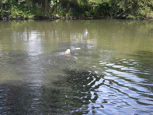 Esme water retrieve stig training day July 2011