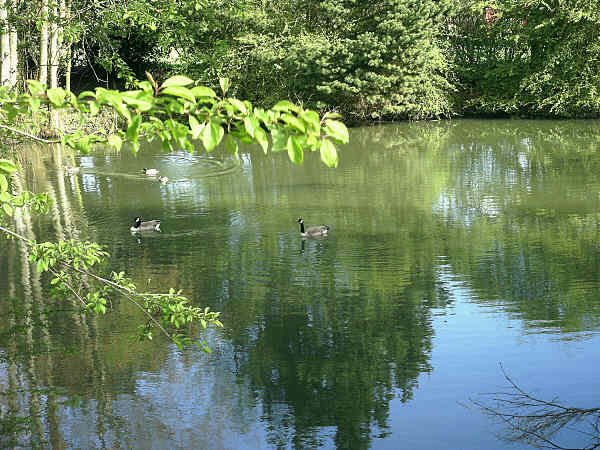 Geese & Ducks on the Lake