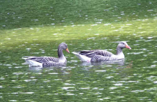 Greylags small