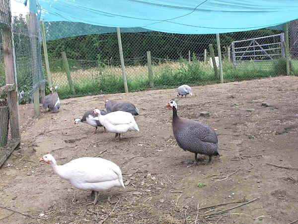 Guinea Fowl July 2011