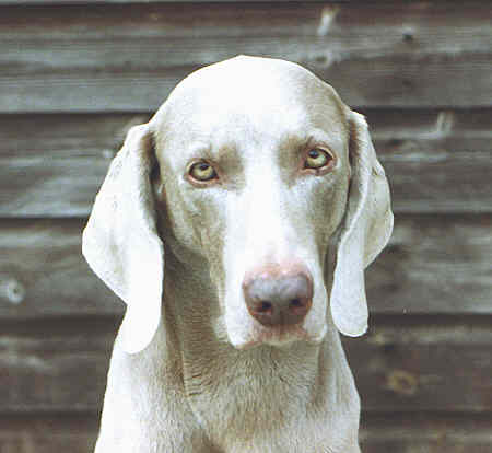 Gypsy head shot small