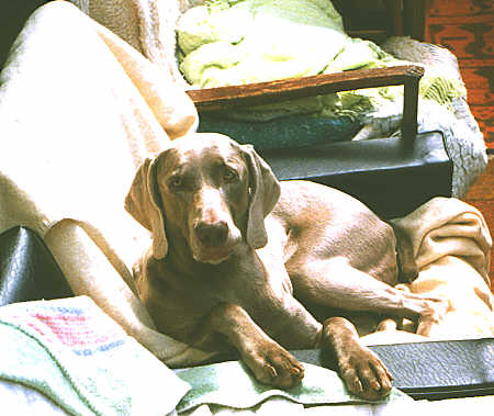 Gypsy on Chair in Conservatory