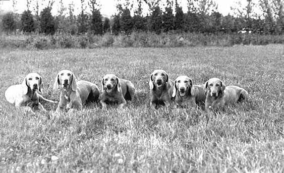 Old Ryanstock Team lying in Field small