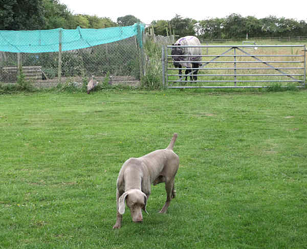 Pea Hen 2 Visitor July 2011