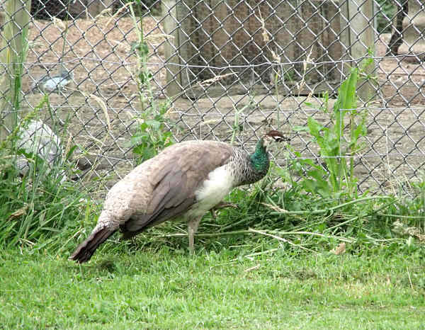 Pea Hen 3 Visitor July 2011
