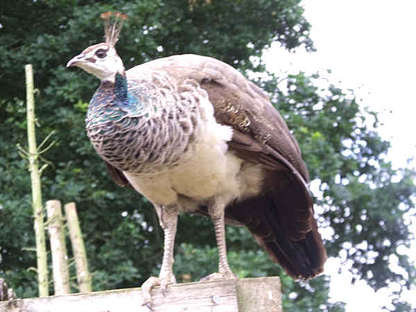 Pea Hen 4 Visitor July 2011