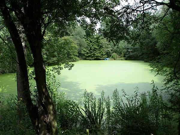 Pond before pumping