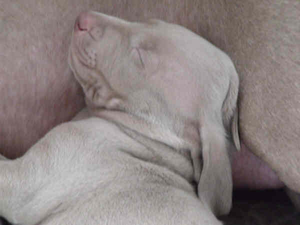 Puppies 5th week 1 Puppies 5th week 1