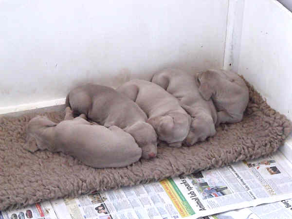 Puppies 5th week 10 Puppies 5th week 10