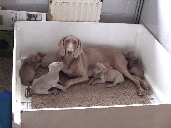 Puppies 5th week 3 Puppies 5th week 3