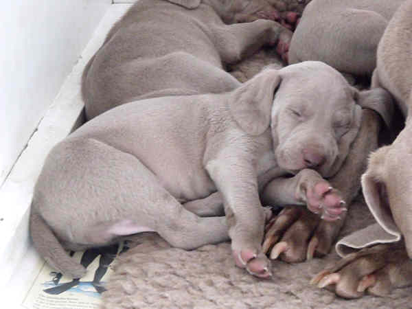 Puppies 5th week 4 Puppies 5th week 4