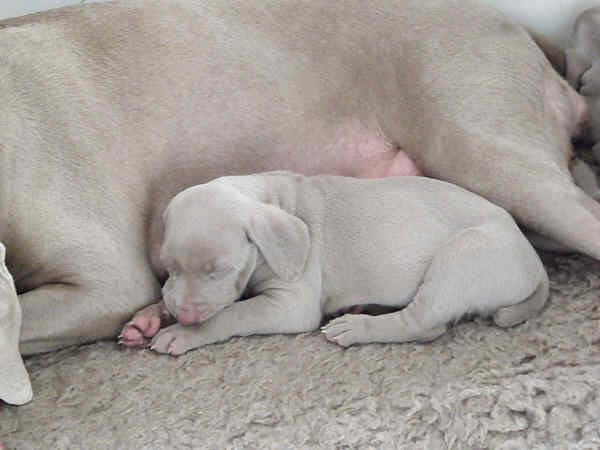 Puppies 5th week 5 Puppies 5th week 5