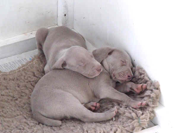 Puppies 5th week 6 Puppies 5th week 6