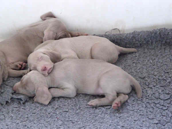 Puppies 5th week 8 Puppies 5th week 8