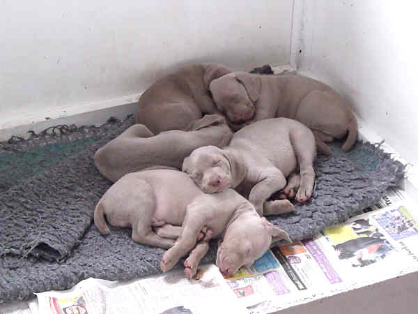 Puppies 5th week 9 Puppies 5th week 9