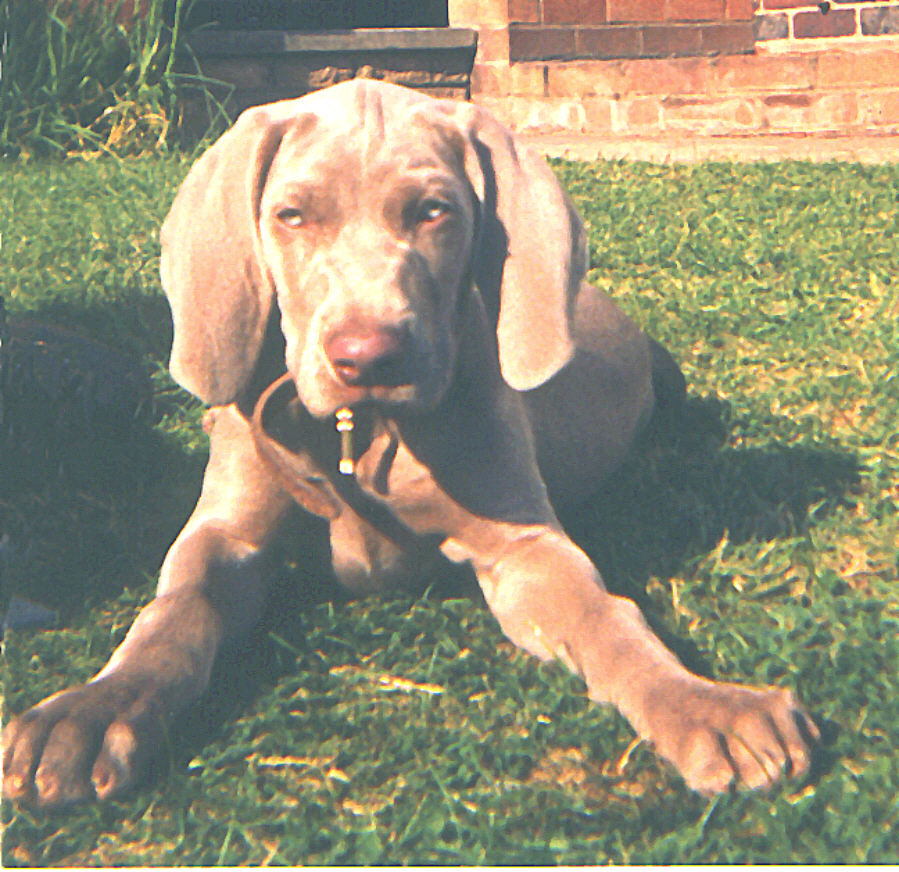 Ryan as a puppy