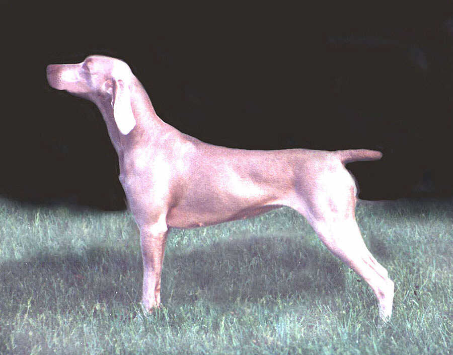 Sh.Ch.Ryanstock Angnetha JW Sh.Ch.Ryanstock Angnetha JW