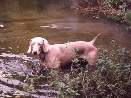 Solo in the pond small