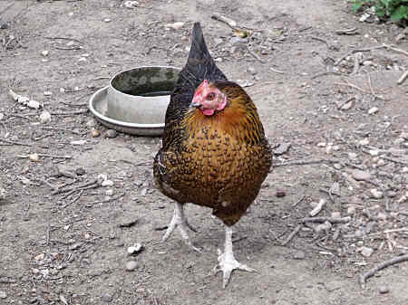 Speckled Hen July 2011