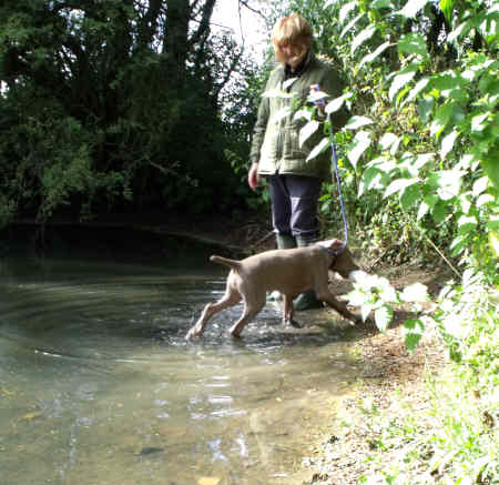 Stig Paddle retrieve02