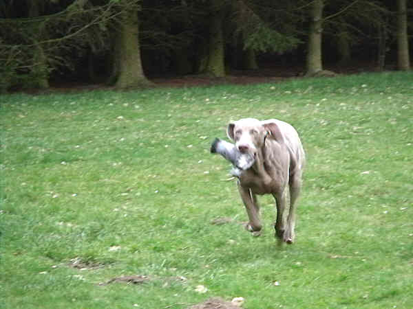 Stig Pigeon retrieve