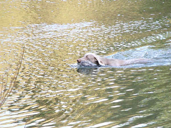 Stig Pigeon retrieve in water