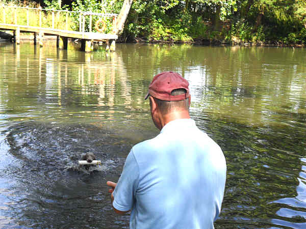 Stig Swimming retrieve July 30th 2011