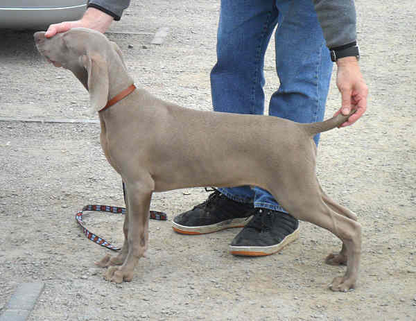 Stig Up the Battlefield Center July 2011